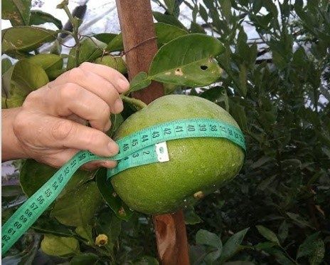 Узбекские ученые представляют новый сорт грейпфрута