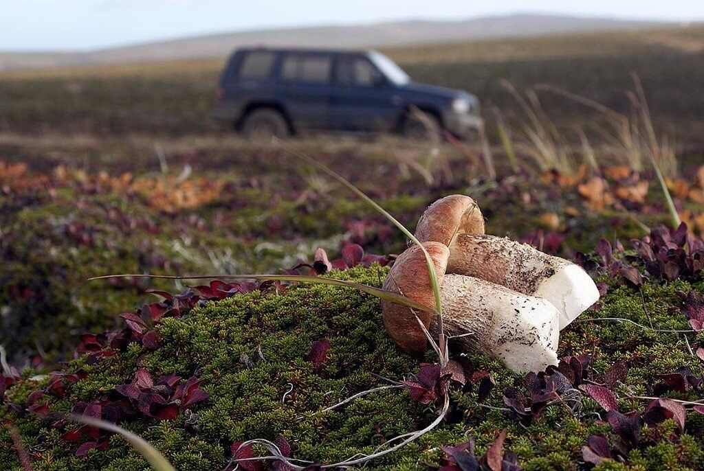 Грибные Поиски в Зимних Мечтах: Странствия по России