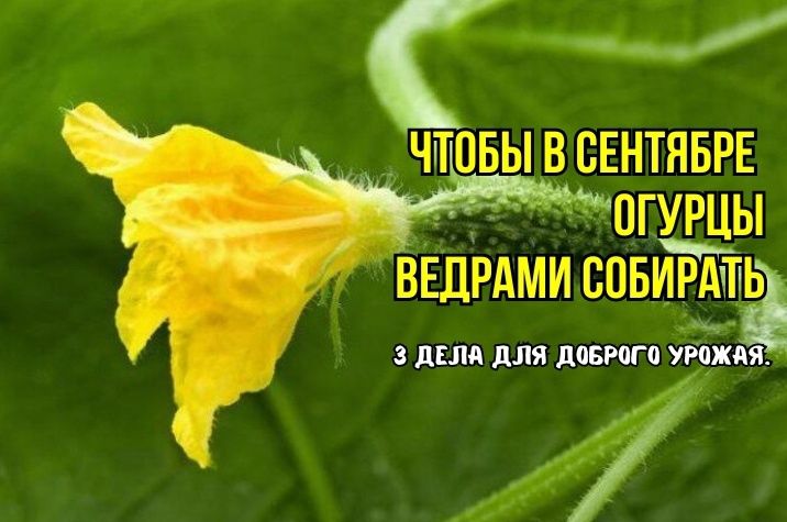 Как обеспечить обильный сбор огурцов в сентябре: рекомендации агрономов