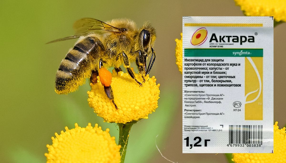 Актара: как эффективный инсектицид может угрожать пчелам
