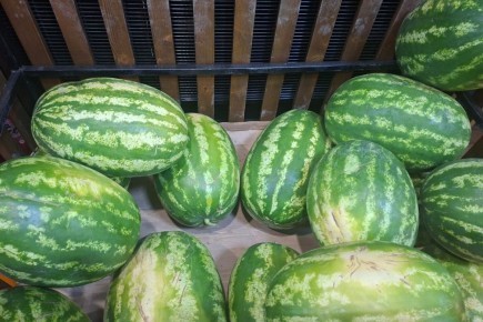 Арбузный парадокс: как цена и форма бахчевых сбивают с толку астраханцев
