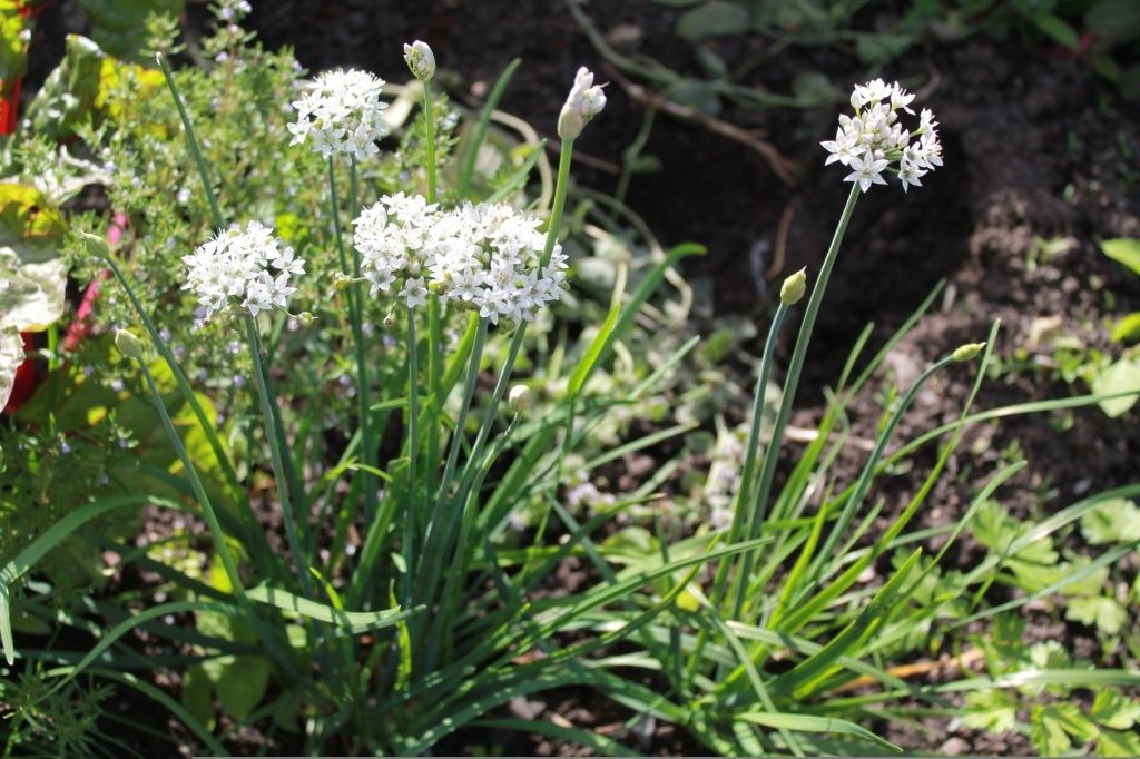 �������� ���: ��� ��������� ������ ������ � �������� ������� �� ����� �������