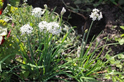 Душистый лук: как вырастить свежую зелень с ароматом чеснока на своем участке