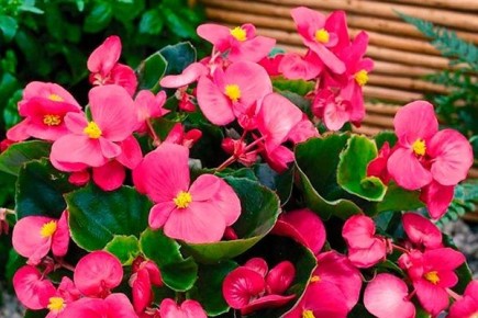 Почему вечноцветущая бегония — идеальный выбор для любителей домашних растений