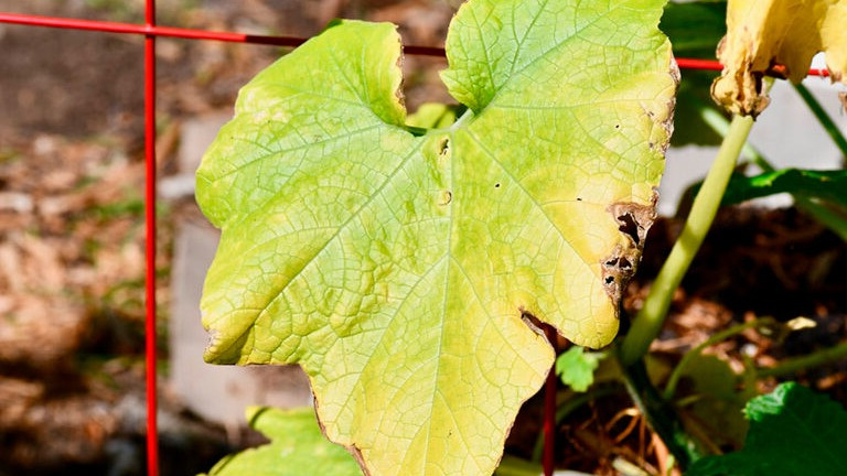 Защита огурцов от пожелтения: рекомендации для садоводов