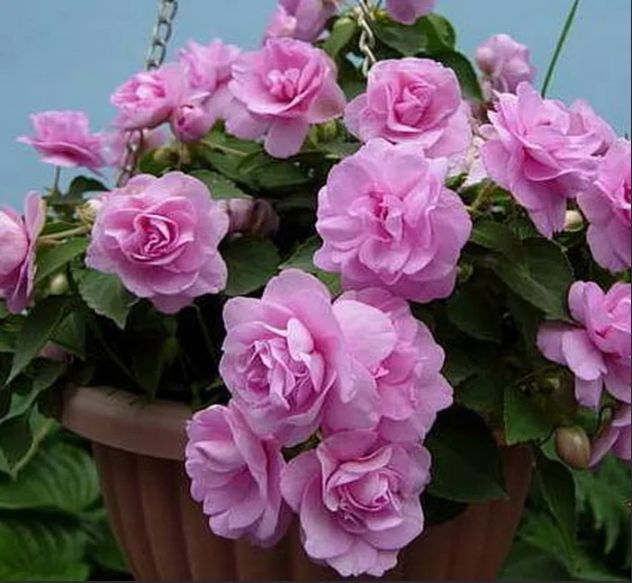 Как расположить 15 цветов в двух горшках и наслаждаться пышным цветением к маю