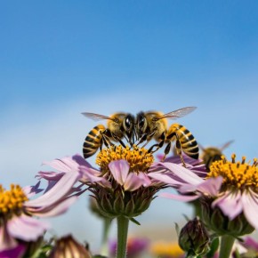 ��� ��������� ������������� ����: ���, ��� ���������� �����