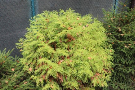 ������ ��� ������ ���� ���� ������: ����������� � ��������