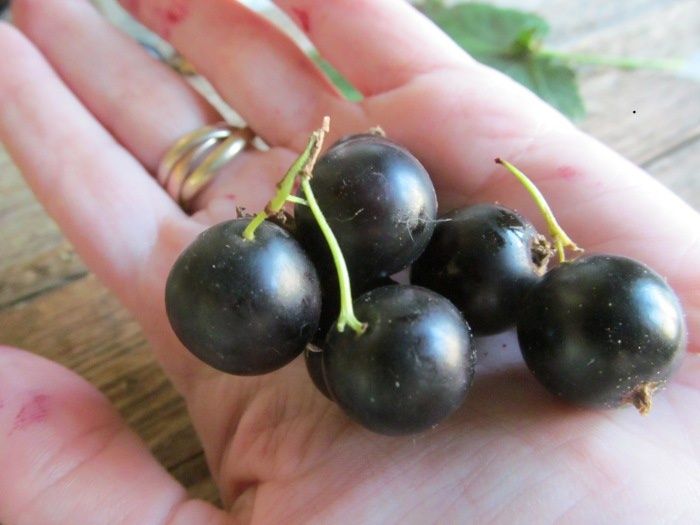 Почему ягоды смородины трескаются: секреты плотного урожая