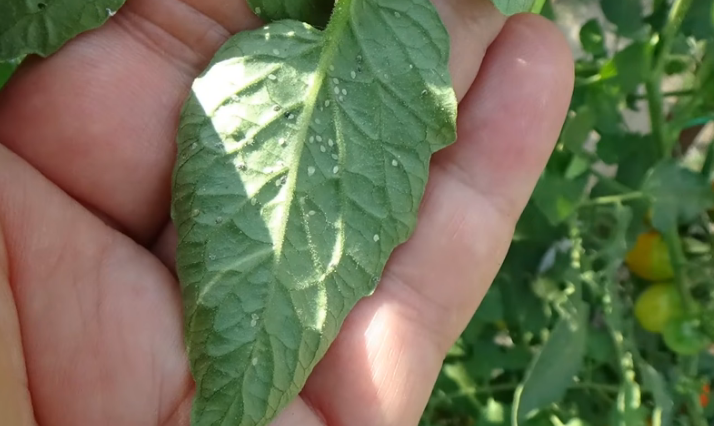 Как справиться с белокрылкой на томатах