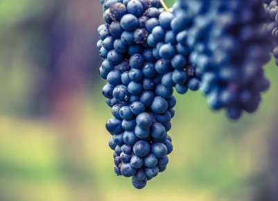 Секреты осенней посадки винограда: как правильно ухаживать за растением