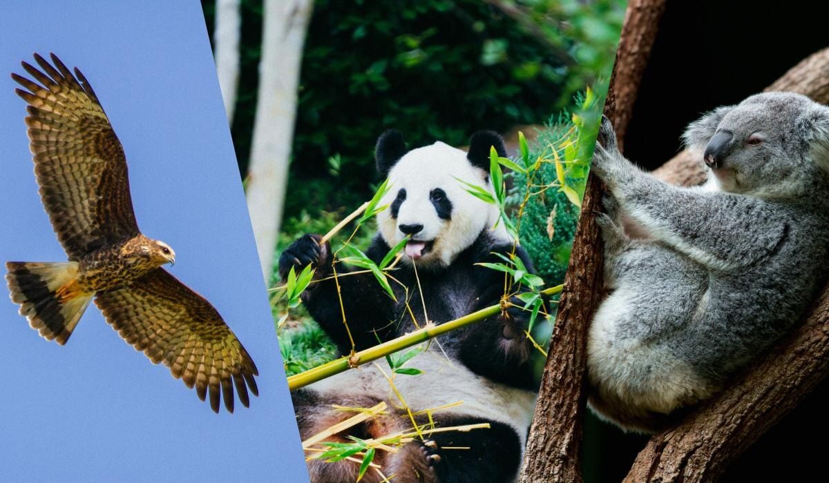 ���� �������� � ������ ����: ��� ����� ������� �������