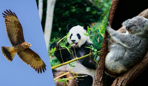 Пять животных с особым меню: как диеты диктуют природа