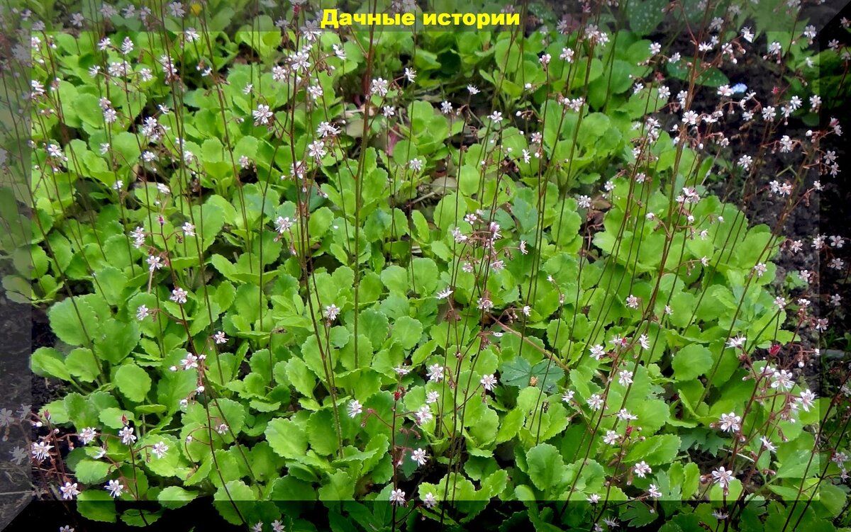 ������� �����: ������������� ����� ��� ������ ����