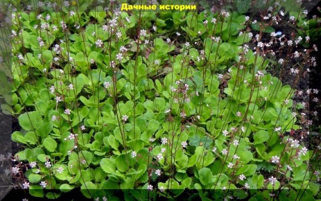 ������� �����: ������������� ����� ��� ������ ����