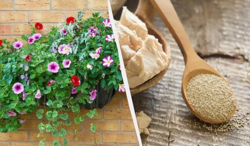 Секреты пышного цветения петуний: как легко подкормить цветы на кухне