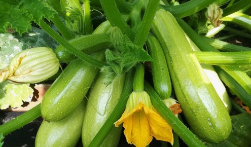 ��� �������� ����������� � ������� ��������: ������ ������� �����������