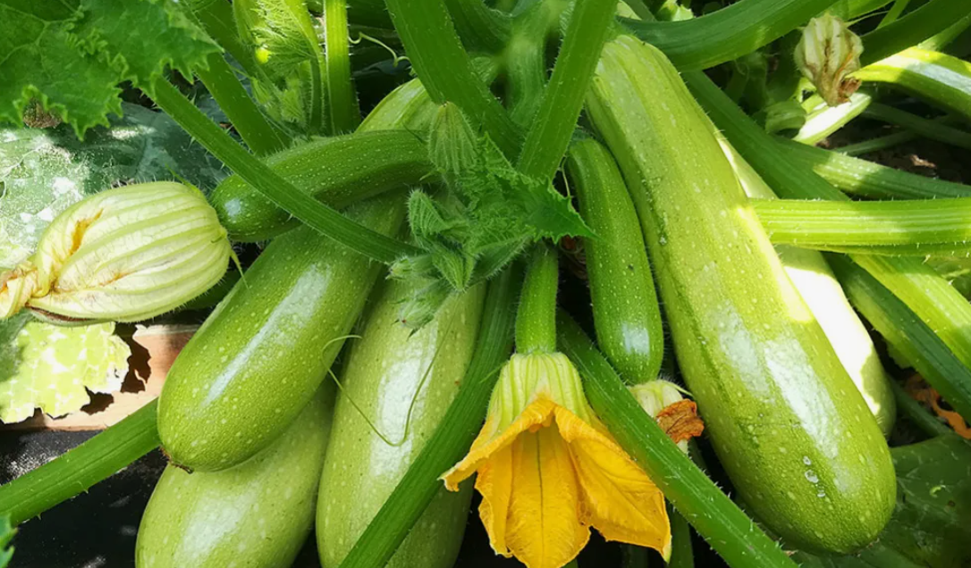 Как избежать пустоцветов и гниения кабачков: советы опытных огородников