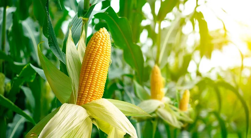 Кукуруза: секреты, состав и полезные свойства для здоровья