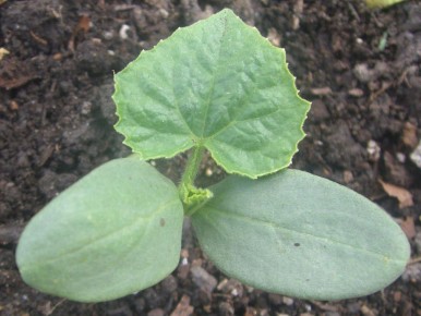 ��� �������� ������ �� �������� �����������: ������������ ������ ��� ���������