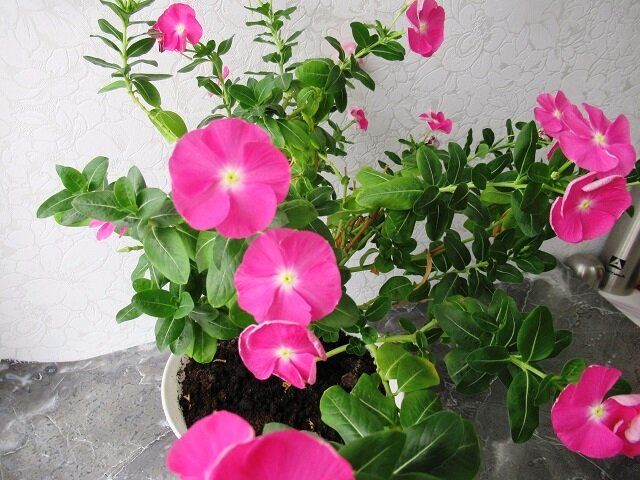 ����������: ������� � ����������� � ����� ���� � ����