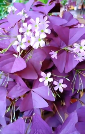 Почему ваша кислица теряет здоровье: основные причины и секреты ухода