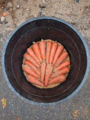 Как избежать белой гнили моркови при хранении