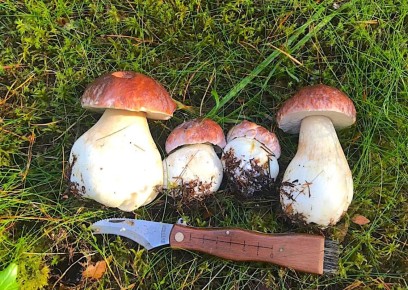 Тайны грибного сезона: секреты уютной охоты в лесу