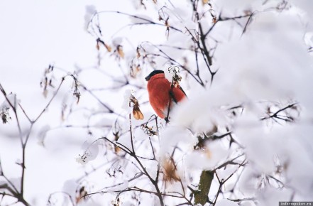 ��� �������� �������� ���� �� ����: �������� � ������