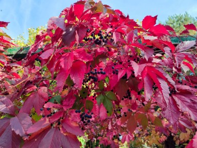 ���� �� �������� � �������: ������� �� �������