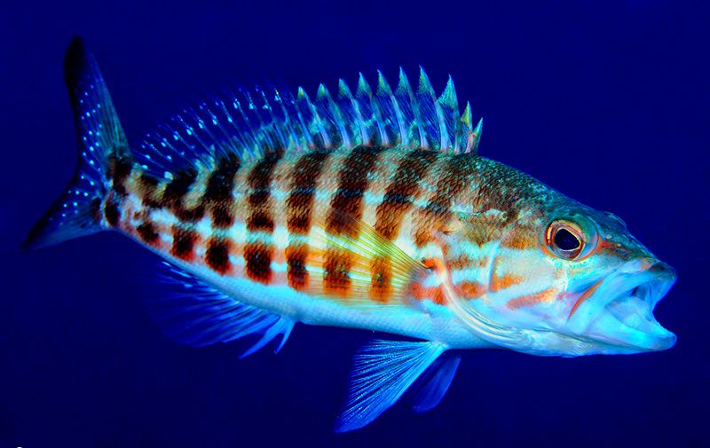 ����� (Serranus cabrilla Linnaeus, 1758)