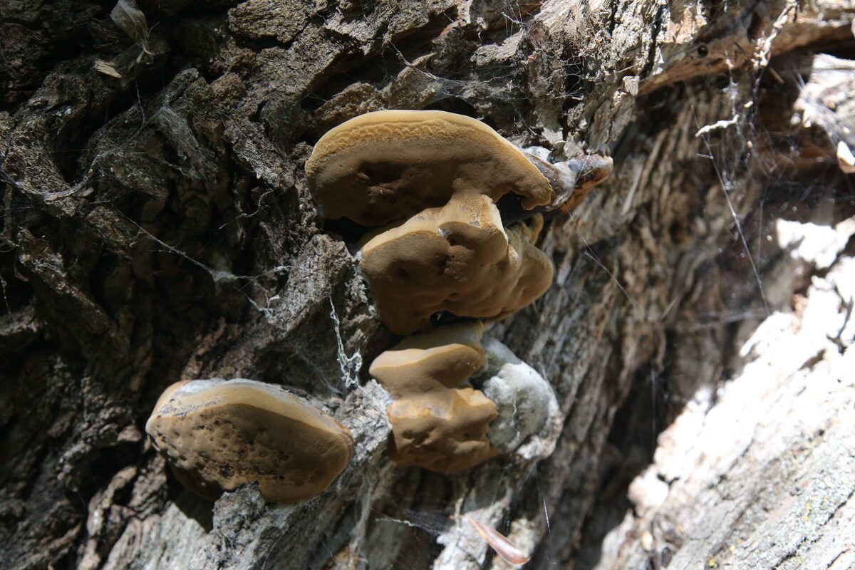 ���� ������ �������� � ������: ����� ����������� ���� ��������� �������?