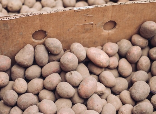 Как сохранить урожай до весны: основные ошибки и их предотвращение