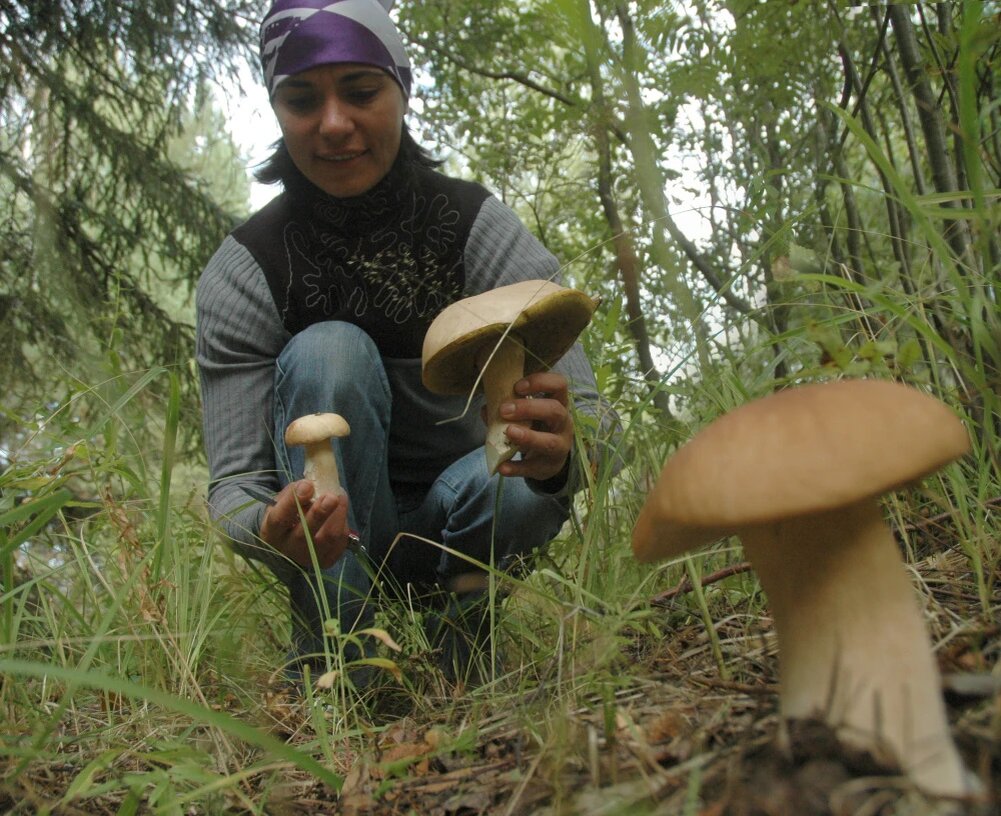 Как безопасно собирать грибы осенью: советы опытного грибника