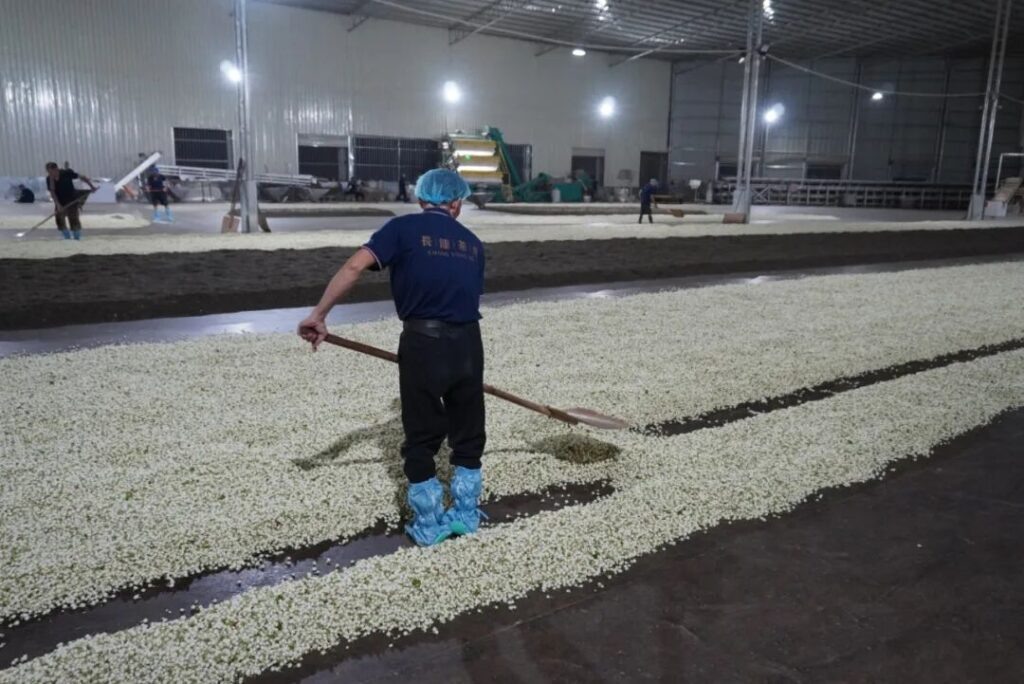 Жасминовый чай в Китае: традиции и новые тренды на растущем рынке