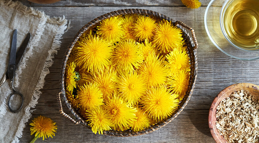Полезные свойства одуванчиков: рецепты на любой вкус