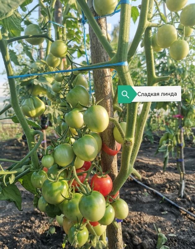 ����� ����� ������� "�����" ��� ��������� ��������