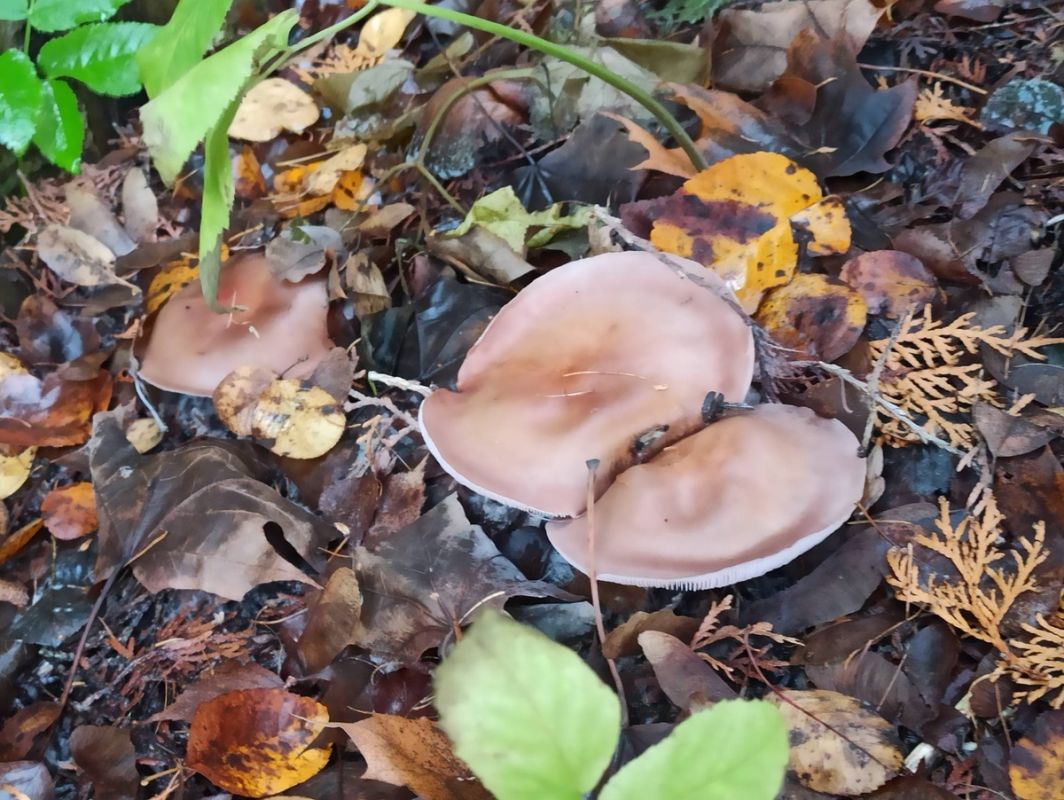 �� ���� �� ����: ������� ����������� � ������� ����