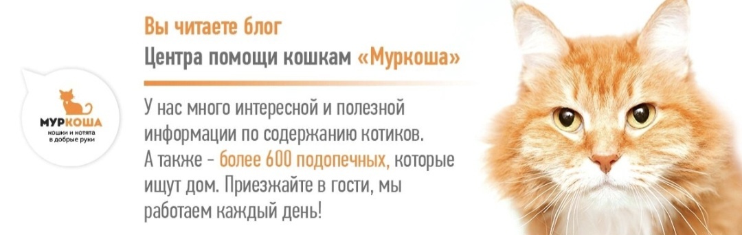 Друзья на кухне: как пушистые напарники делают готовку веселее