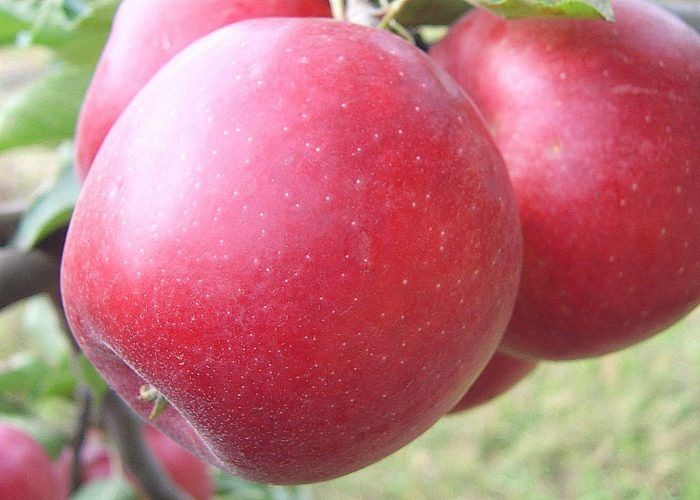 ������ �������: ���� � ��������������� � ���������� ������