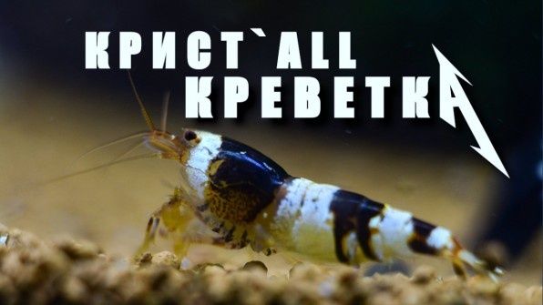 ��� �������� �������� Crystal Red � ��� ����� ��������� ��� �� ����������