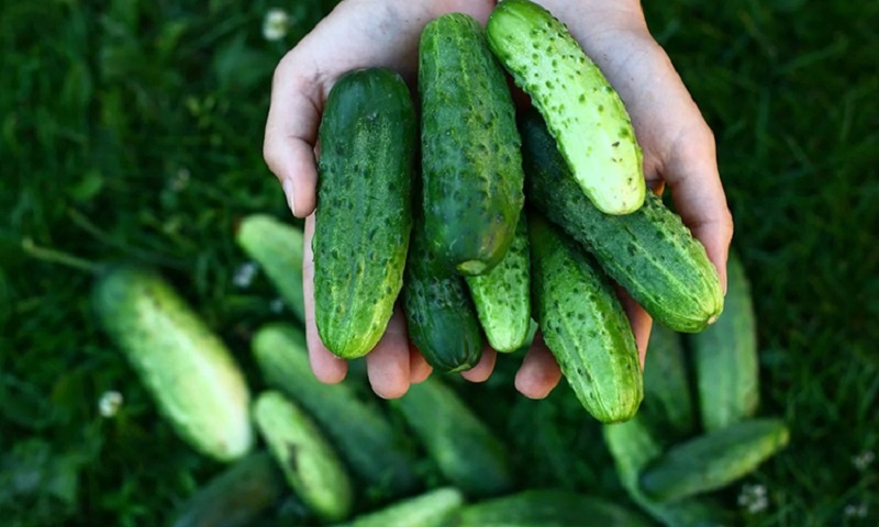 Как вырастить огурцы на века: секреты успешной подкормки и полива
