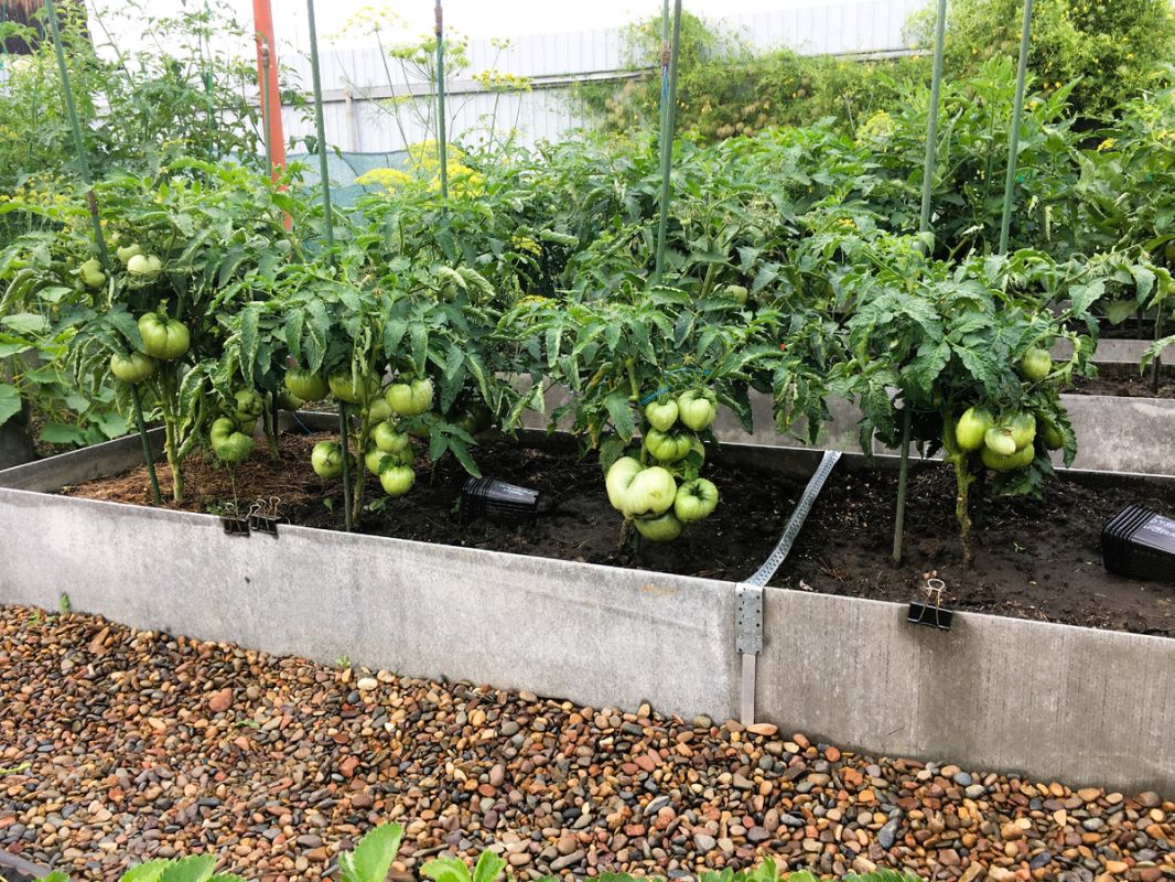 Секреты ухода за томатами в июле: оптимальные подкормки и защита от болезней