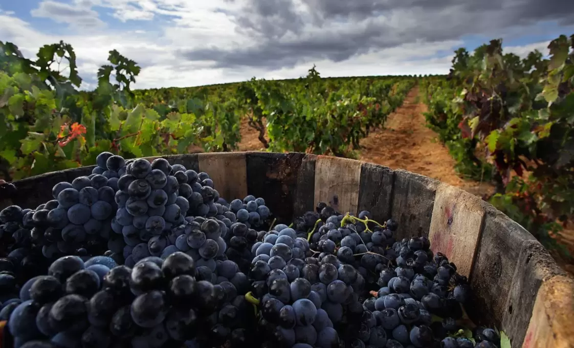 Как правильно собирать урожай винограда: важные советы