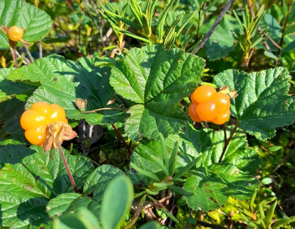 ������ ���� �����: ������ ���� ������� � ������ ������� �����������