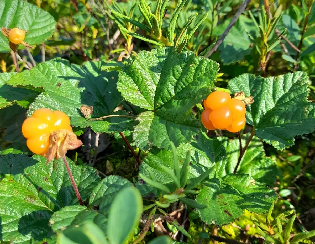 Летние дары тайги: первый сбор морошки и другие ягодные приключения