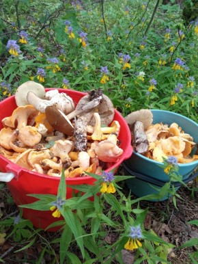 ������ ���������: ���������� ������� ����� � ���������� �������