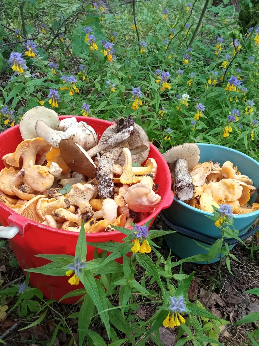 Лесные богатства: волшебство грибной охоты в живописной деревне