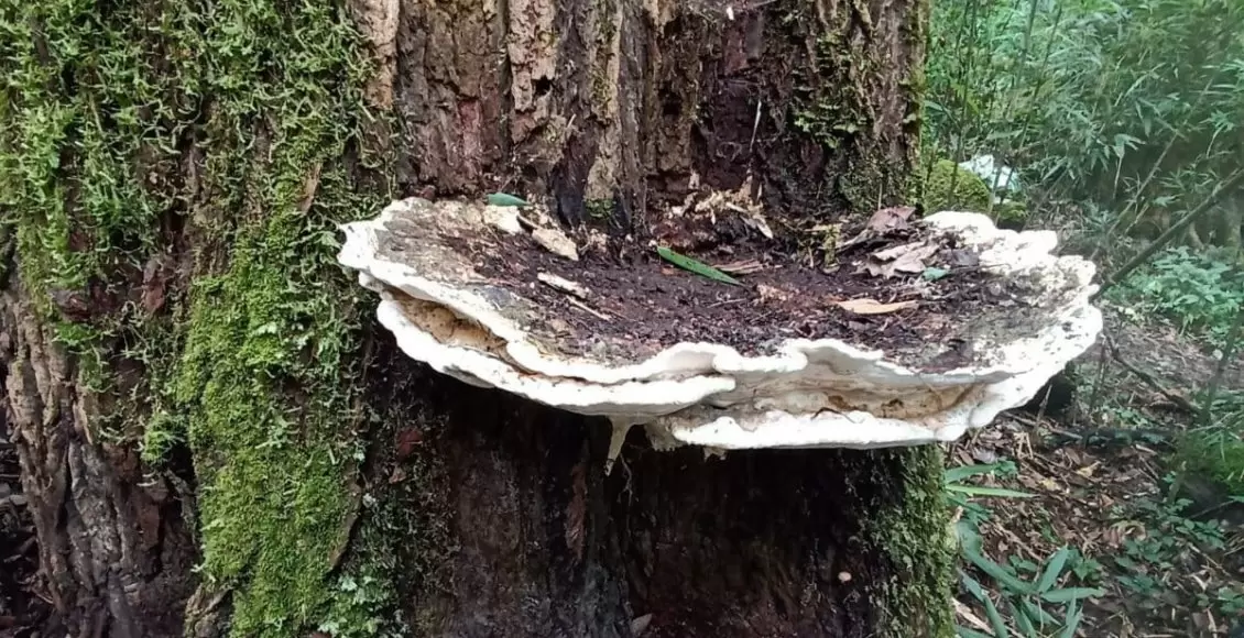 В сердце Индии найден гриб-гигант: новое удивительное открытие учёных