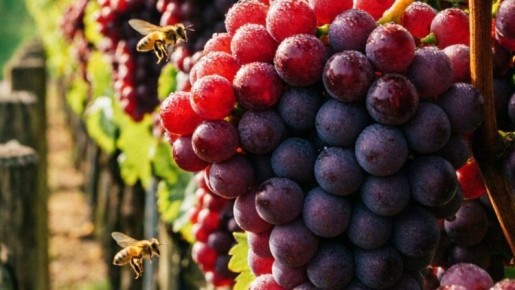 ��� ����� ������ �� �������� ������� ��������: ��� ����� �����